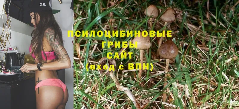 Галлюциногенные грибы Cubensis  кракен рабочий сайт  Гай 